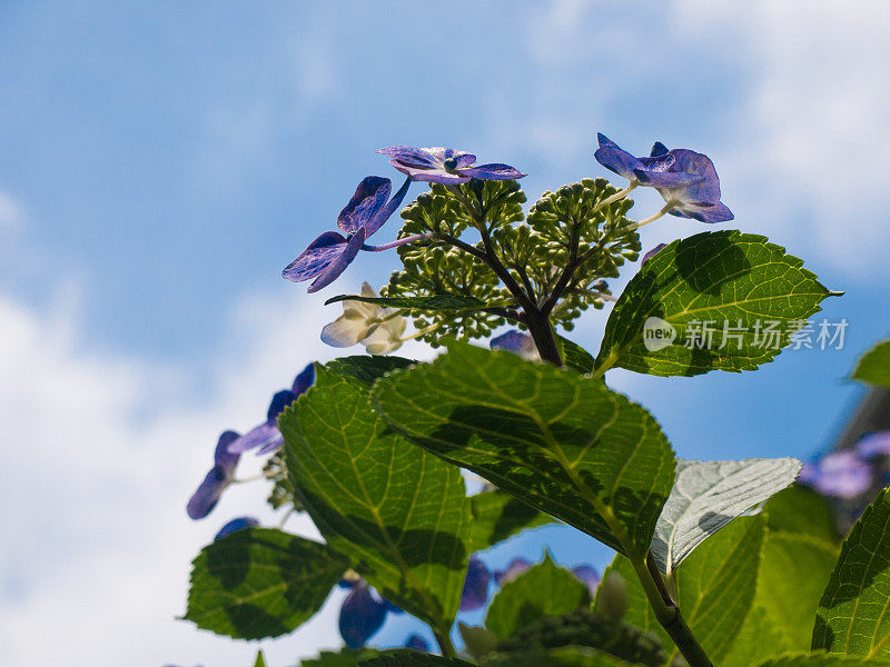 purple hydrangea under the fine weather　青空の下のガクアジサイ